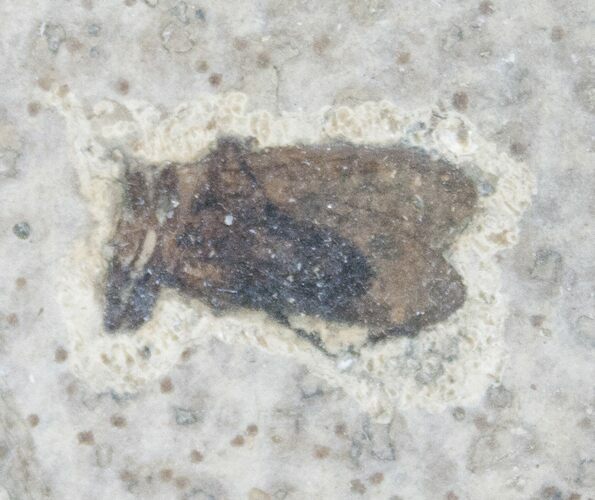 Fossil March Fly (Plecia) - Green River Formation #16054